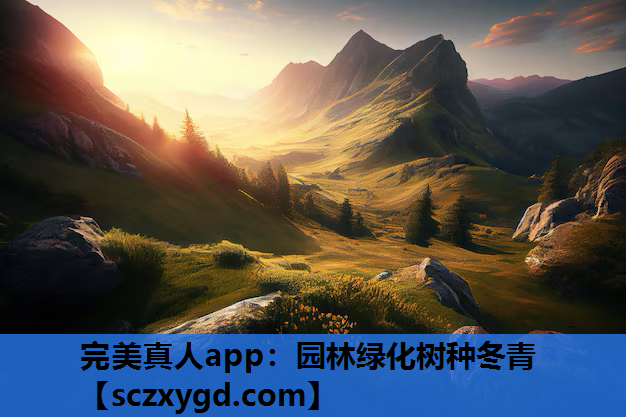 完美真人app：园林绿化树种冬青