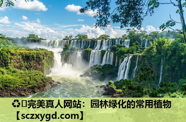 园林绿化的常用植物